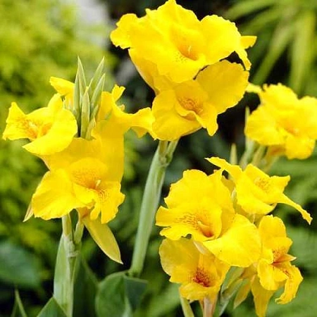 Канна Richard Wallace (1 шт. в уп.)