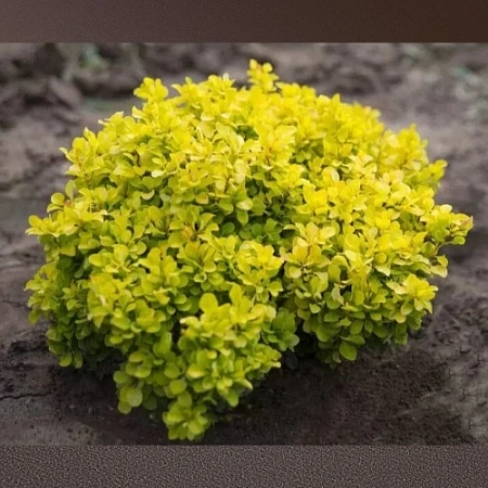Барбарис Голден Дивайн (Golden Devine) тунберга C2