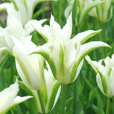 Тюльпан White Spring Green (5 шт. в уп.)