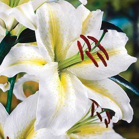 Лилия Time Out (1 шт)