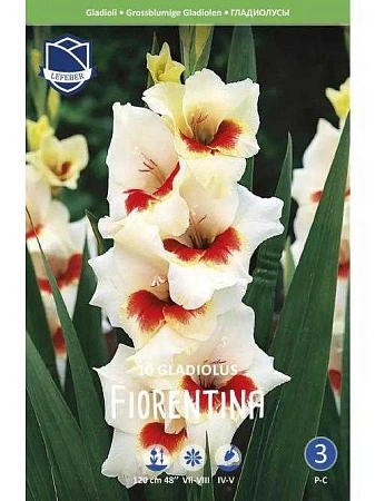 Гладиолус Fiorentina (Budget packs), 5 шт (Lefeber)