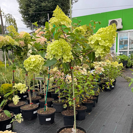 Гортензия Фрайз Мельба (Fraise Melba) метельчатая на штамбе С7,5