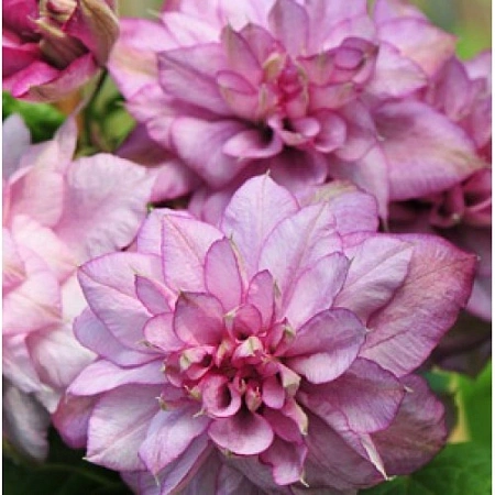 Клематис Innocent Glance (Инносент Гланс) Экстра