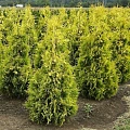 Туя западная Еллоу Риббон (Yellow Ribbon) 40-60 см Туя западная Еллоу Риббон (Yellow Ribbon) 40-60 см