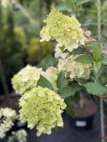 Гортензия Фрайз Мельба (Fraise Melba) метельчатая на штамбе С7,5 Гортензия Фрайз Мельба (Fraise Melba) метельчатая на штамбе С7,5