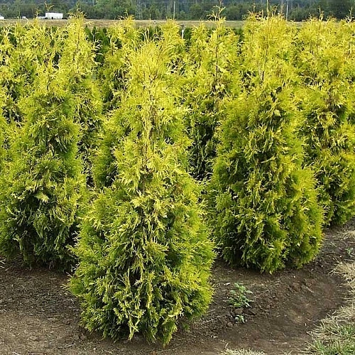 Туя западная Еллоу Риббон (Yellow Ribbon) 40-60 см Туя западная Еллоу Риббон (Yellow Ribbon) 40-60 см