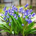 Сцилла Spring Beauty (5 шт. в уп.) Сцилла Spring Beauty (5 шт. в уп.)