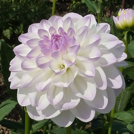 Георгина Eveline Георгина Eveline