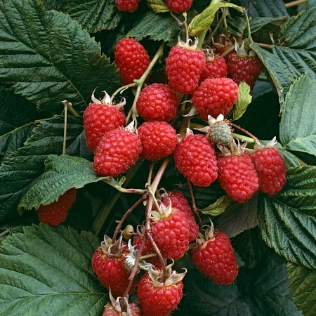 Малина Таруса (малиновое дерево)