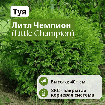 Туя Литл Чемпион (Little Champion) шаровидная С3 40+