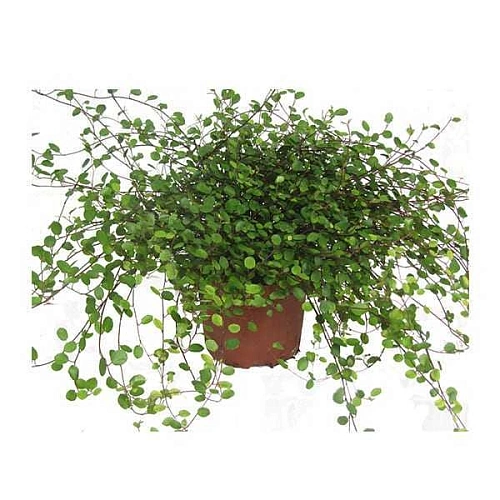 Мюленбекия, рассада Мюленбекия, рассада