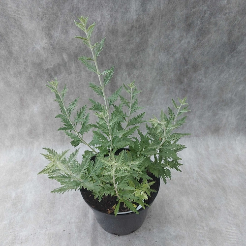 Перовския Blue Spire лебедолистная Перовския Blue Spire лебедолистная