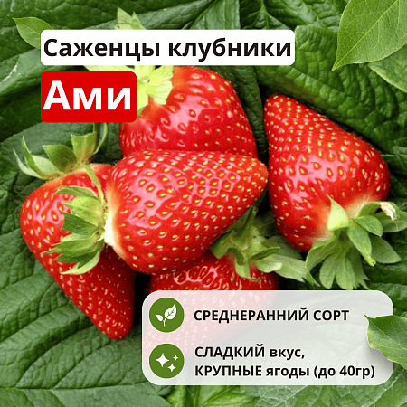 Клубника Ами