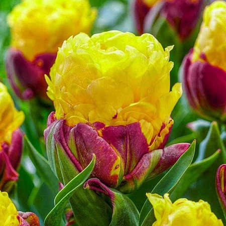 Тюльпан Ice Cream Banana (4 шт. в уп.)