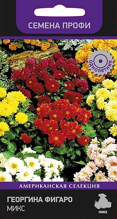 Георгина Фигаро Микс, 10 шт Георгина Фигаро Микс, 10 шт