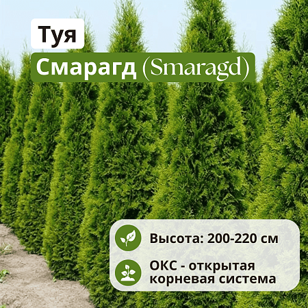 Туя Смарагд (Smaragd) западная 200 - 220 см