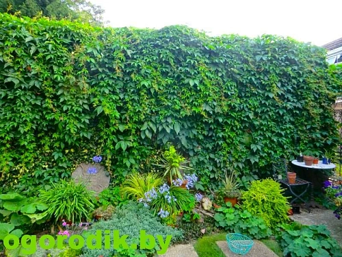 Виноград девичий C2 Виноград девичий C2