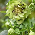 Морозник Double Ellen Green (уп. 1 шт) Морозник Double Ellen Green (уп. 1 шт)