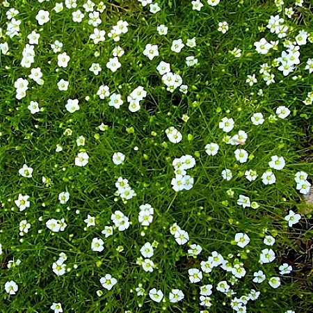 Мшанка шиловидная C3