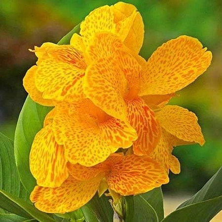 Канна Sol Happy Emily (1 шт) Канна Sol Happy Emily (1 шт)