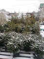 Ель Пунгенс 80-100 см Ель Пунгенс 80-100 см