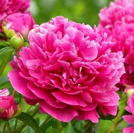 Пион Karl Rosenfield