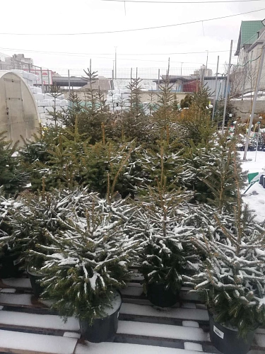 Ель Пунгенс 80-100 см Ель Пунгенс 80-100 см