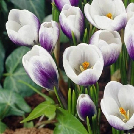 Крокус Prins Claus (15 шт. в уп.)