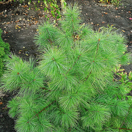 Сосна Веймутова С3