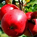 Яблоня Ред фри (однолетка) Яблоня Ред фри (однолетка)