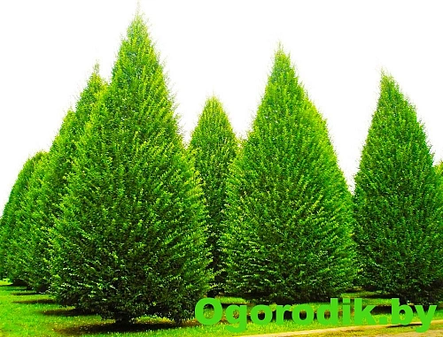 Граб обыкновенный 120-140 см Граб обыкновенный 120-140 см