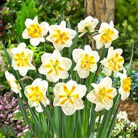 Нарцисс Sorbet (5 шт. в уп.)