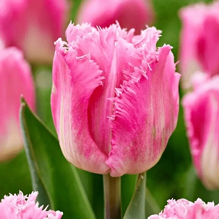 Тюльпан Dallas (5 шт. в уп.)