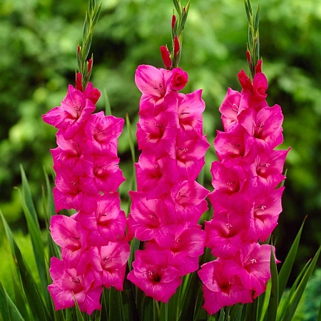 Гладиолус Fidelio (5 шт. в уп.)