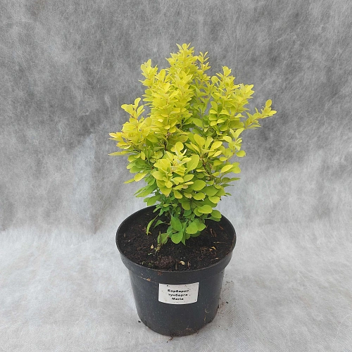 Барбарис Maria тунберга 30-40 см Барбарис Maria тунберга 30-40 см