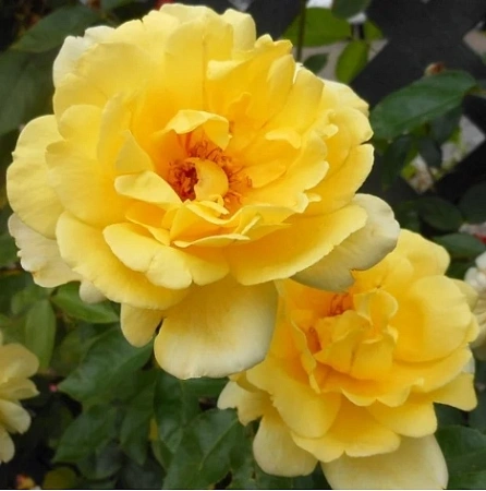 Роза плетистая Голден Шауэрс (Golden Showers) желтая С4