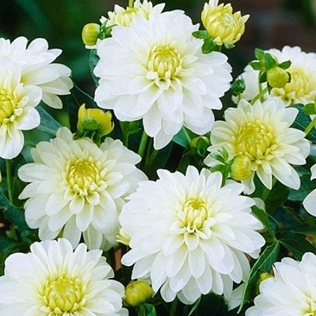 Георгина Gallery Art Fair (1 шт. в уп.)