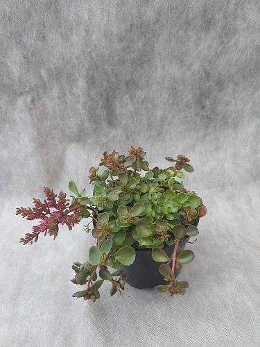 Очиток (Седум) Dragons Blood ложный Очиток (Седум) Dragons Blood ложный