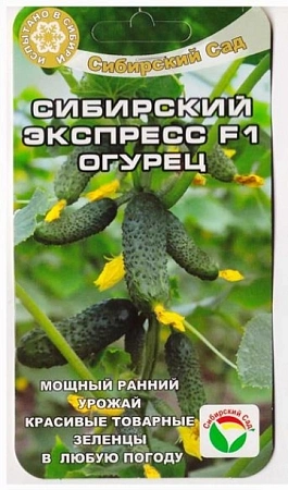 Огурец Сибирский экспресс F1, 7 шт (Сиб Сад)