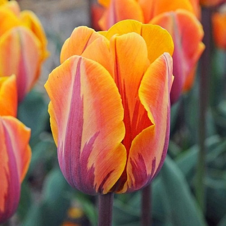 Тюльпан Prinses Irene (5 шт. в уп.)