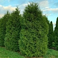 Туя Брабант (Brabant) 130 - 150 см Туя Брабант (Brabant) 130 - 150 см