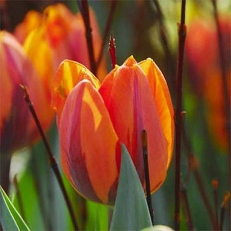 Тюльпан Hermitage (5 шт. в уп.)