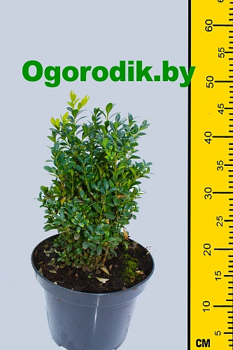 Самшит вечнозеленый 15-20 см Самшит вечнозеленый 15-20 см