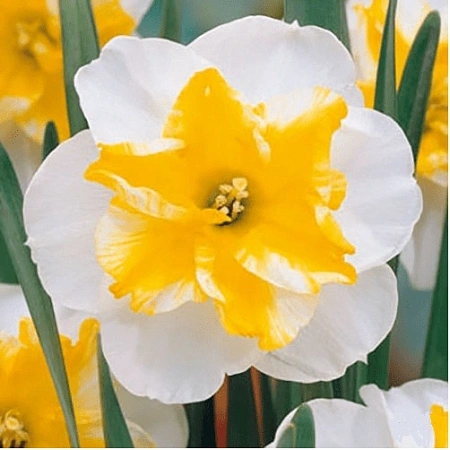 Нарцисс Sunset Serenade (5 шт. в уп.)