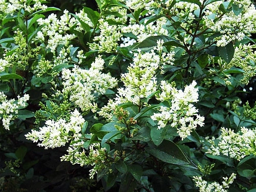 Бирючина С3 40+ Бирючина С3 40+