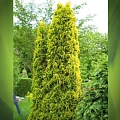 Туя западная Европа Голд 50-60 см Туя западная Европа Голд 50-60 см