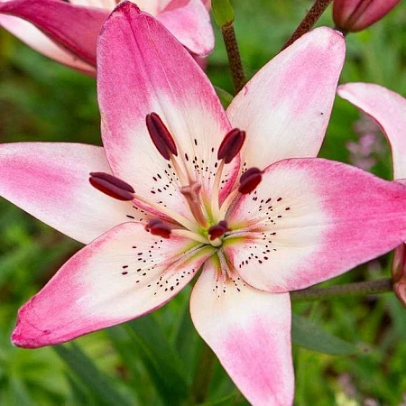 Лилия Rosella's Dream (уп. 3 шт)