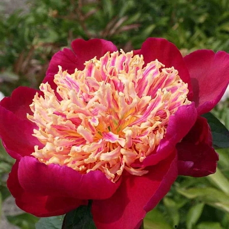 Пион Sword Dance (уп. 1 шт)