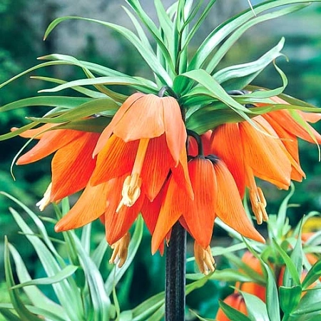 Фритиллярия imperialis Aurora