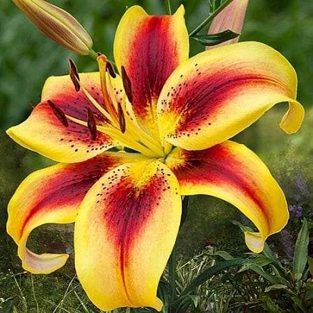 Лилия Viva la Vida (уп. 1 шт)